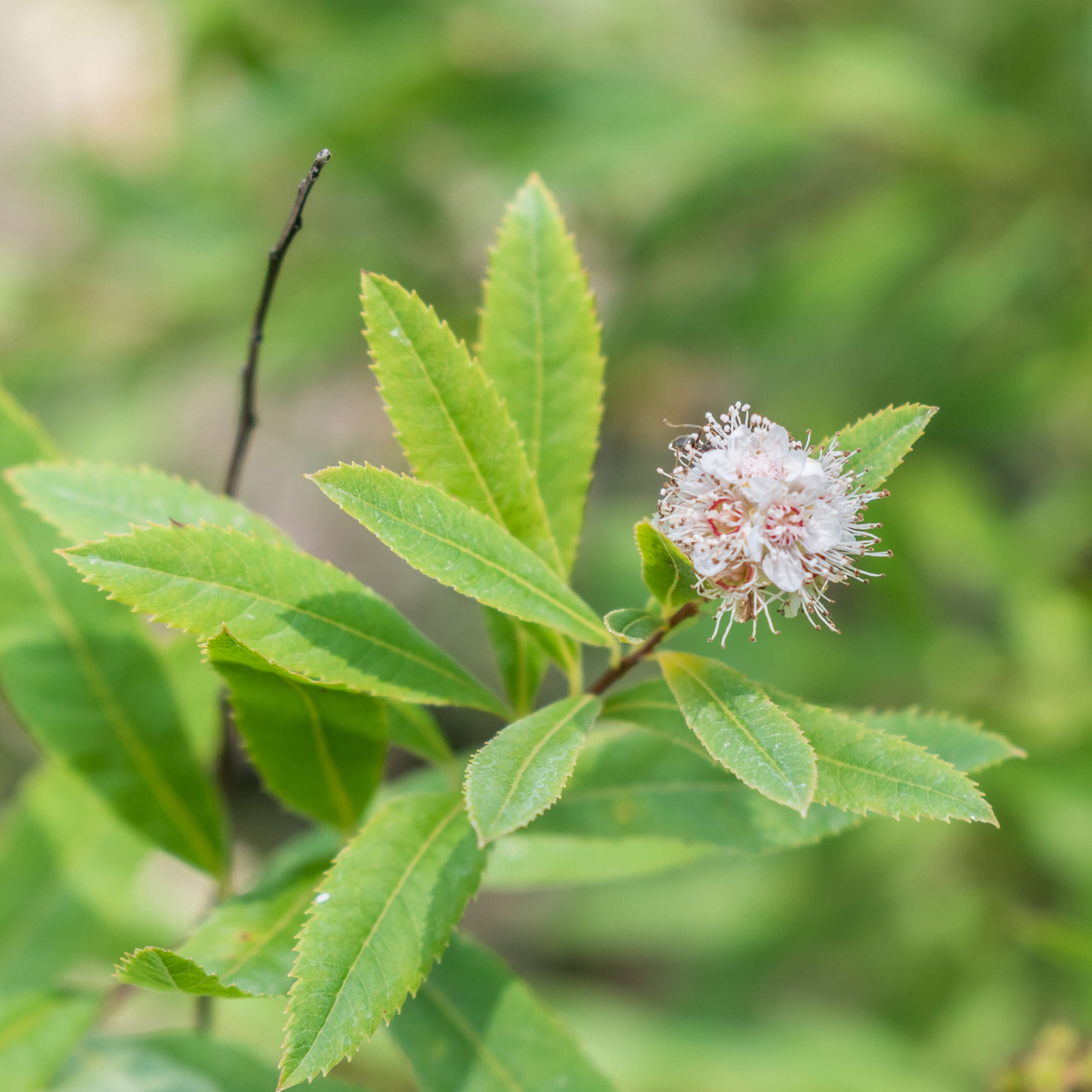 Imagem de Spiraea alba Du Roi