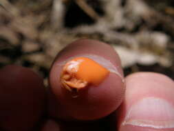 Image of Lycogala epidendrum