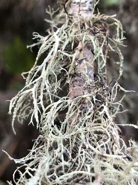 Imagem de Ramalina farinacea (L.) Ach.