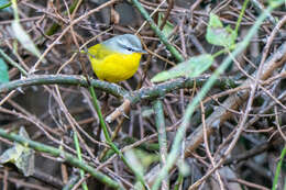 Image of Grey-hooded Warbler