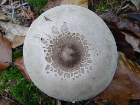 Image of Macrolepiota mastoidea (Fr.) Singer 1951