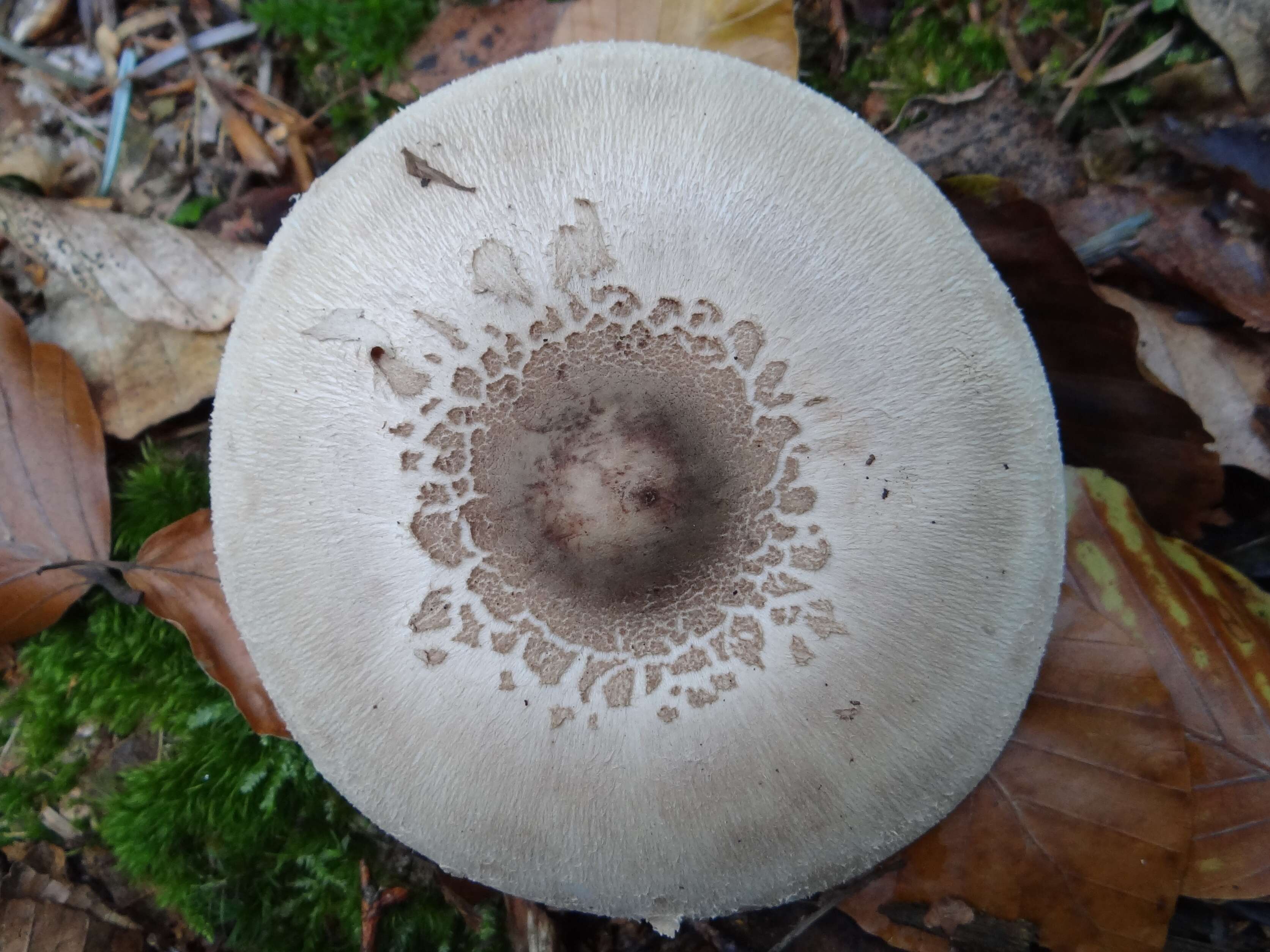 Macrolepiota mastoidea (Fr.) Singer 1951 resmi