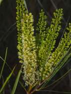 Image of Grevillea stenobotrya F. Müll.