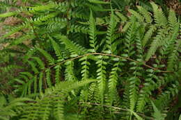 Polystichum drepanum (Sw.) C. Presl resmi