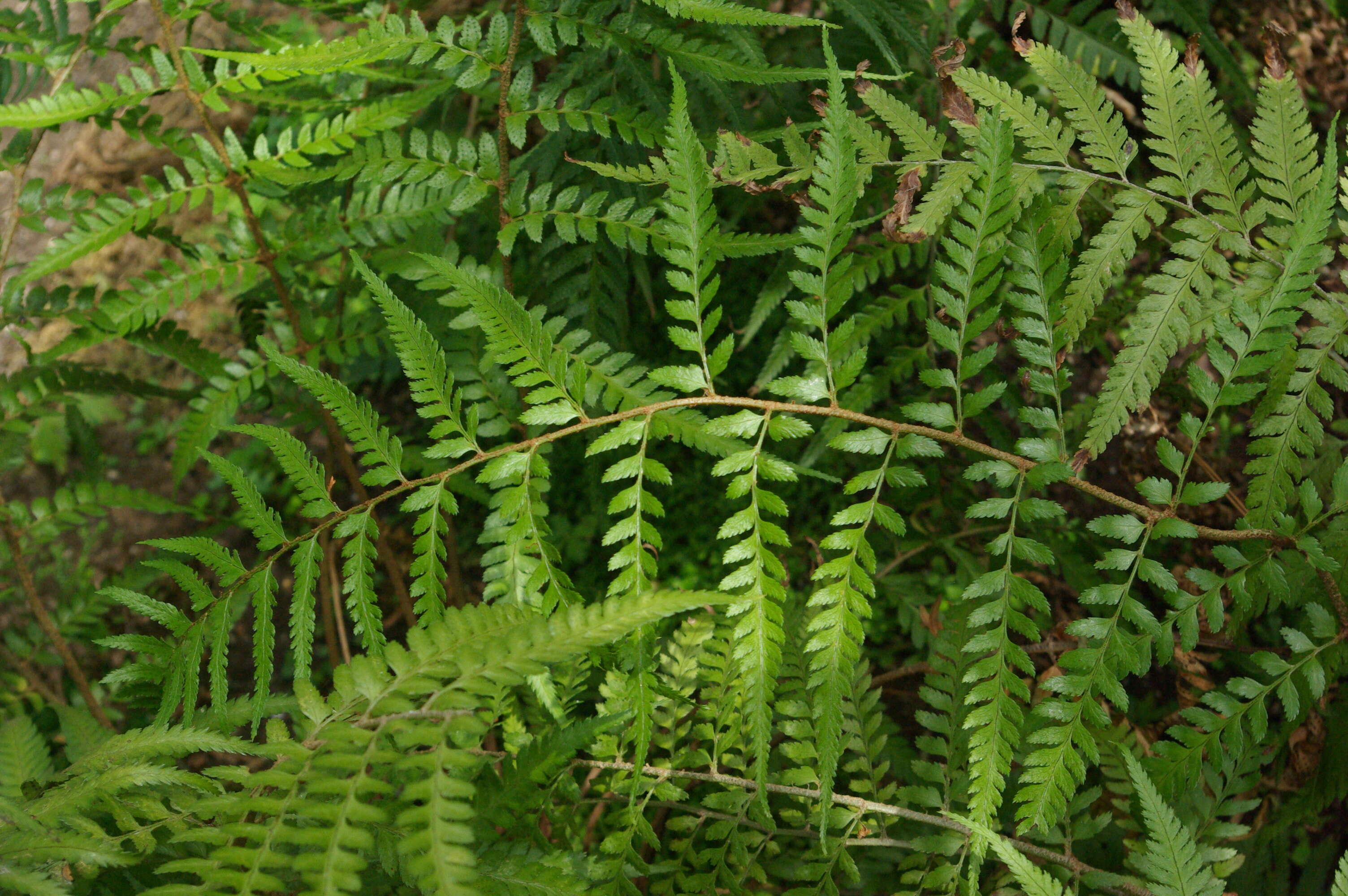 Polystichum drepanum (Sw.) C. Presl resmi