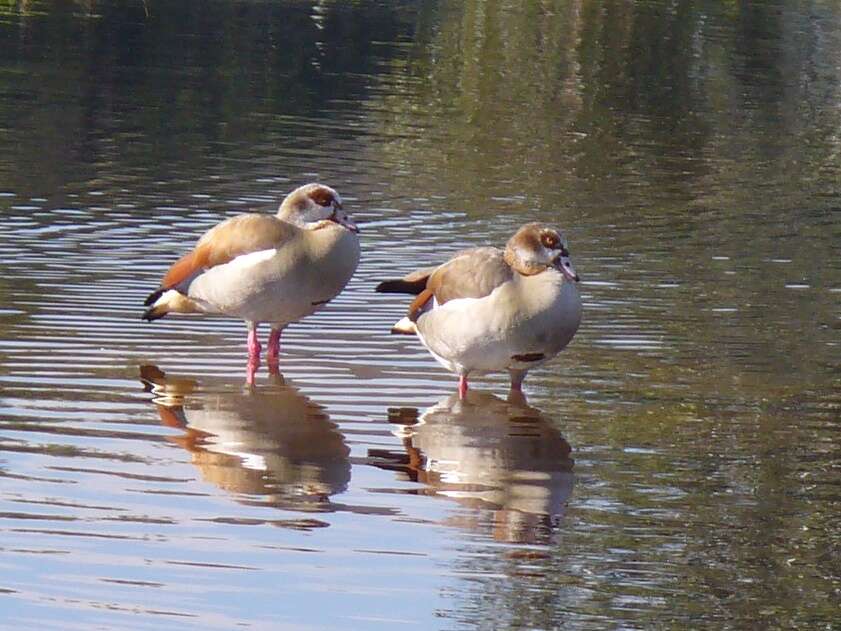 Image of Egyptian Goose