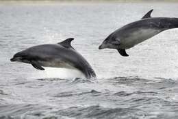 Image of Bottlenose Dolphin