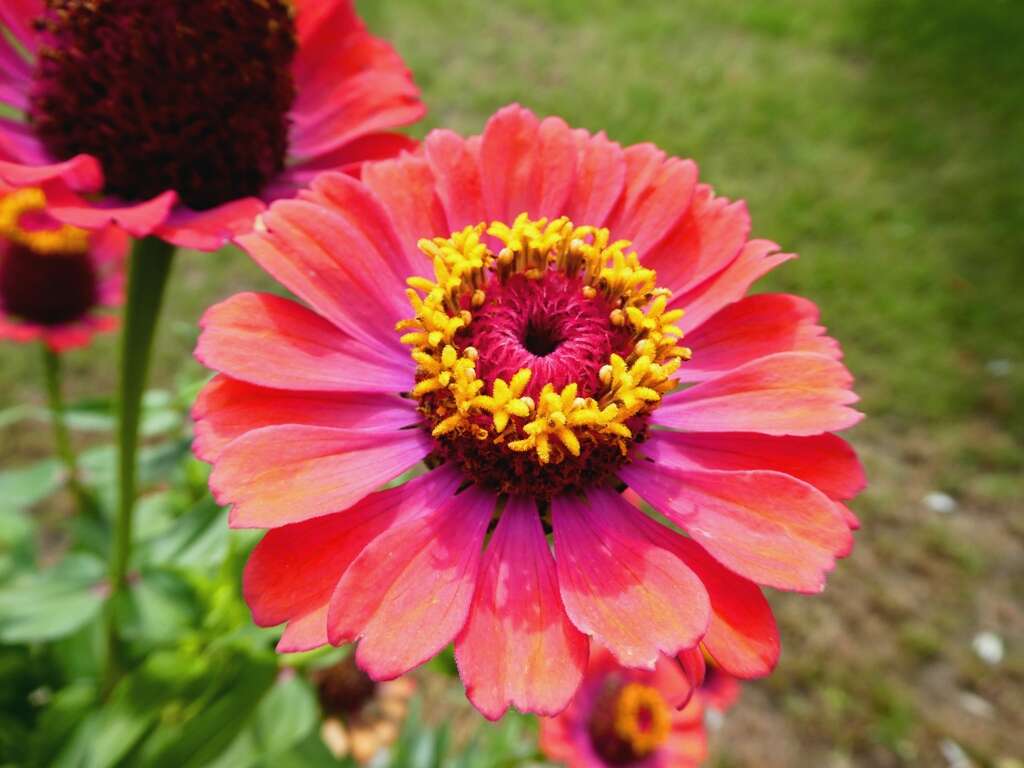 Image of ELEGANT ZINNIA