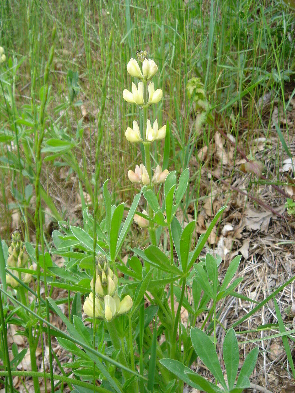 Image of European yellow lupine