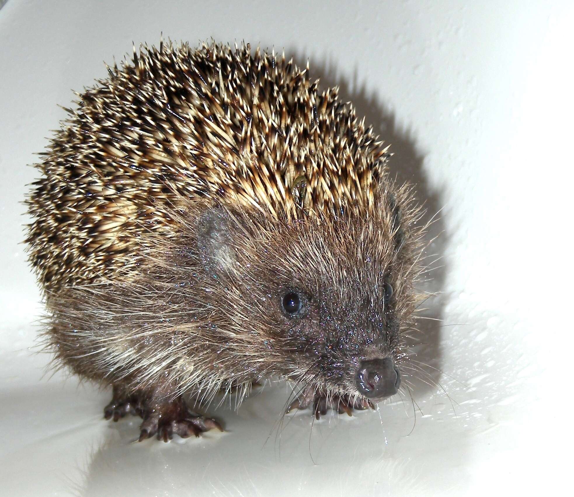 Image of Northern White-Breasted Hedgehog