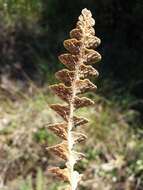 Plancia ëd Asplenium ceterach L.