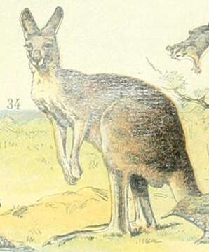 Image of kangaroo