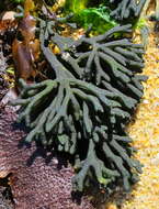 Image of Codiaceae