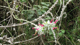 Image of Salvia leucocephala Kunth