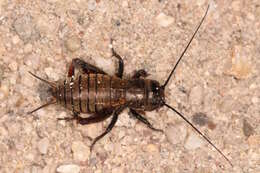 Image of Field cricket