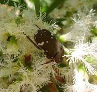 Image de Glycyphana stolata