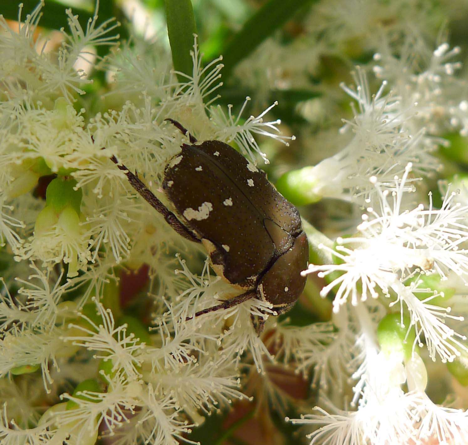 Image de Glycyphana stolata