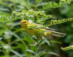 Setophaga discolor (Vieillot 1809) resmi