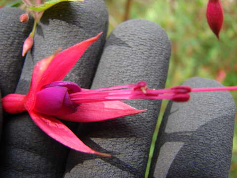 Image of hardy fuchsia