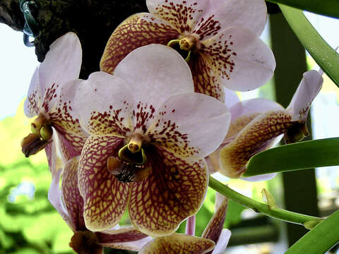 Plancia ëd Vanda sanderiana (Rchb. fil.) Rchb. fil.