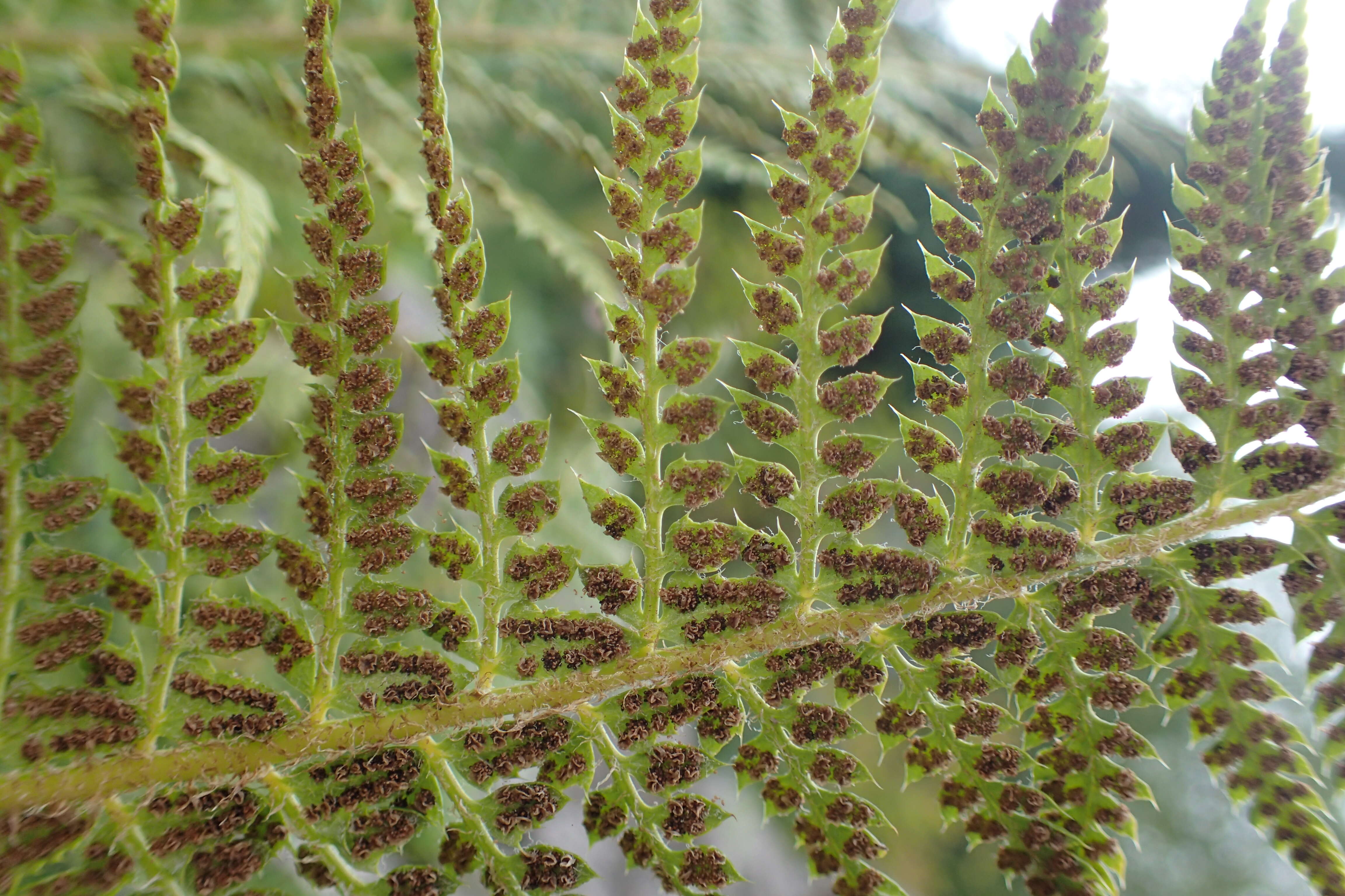 Image of hard shield-fern