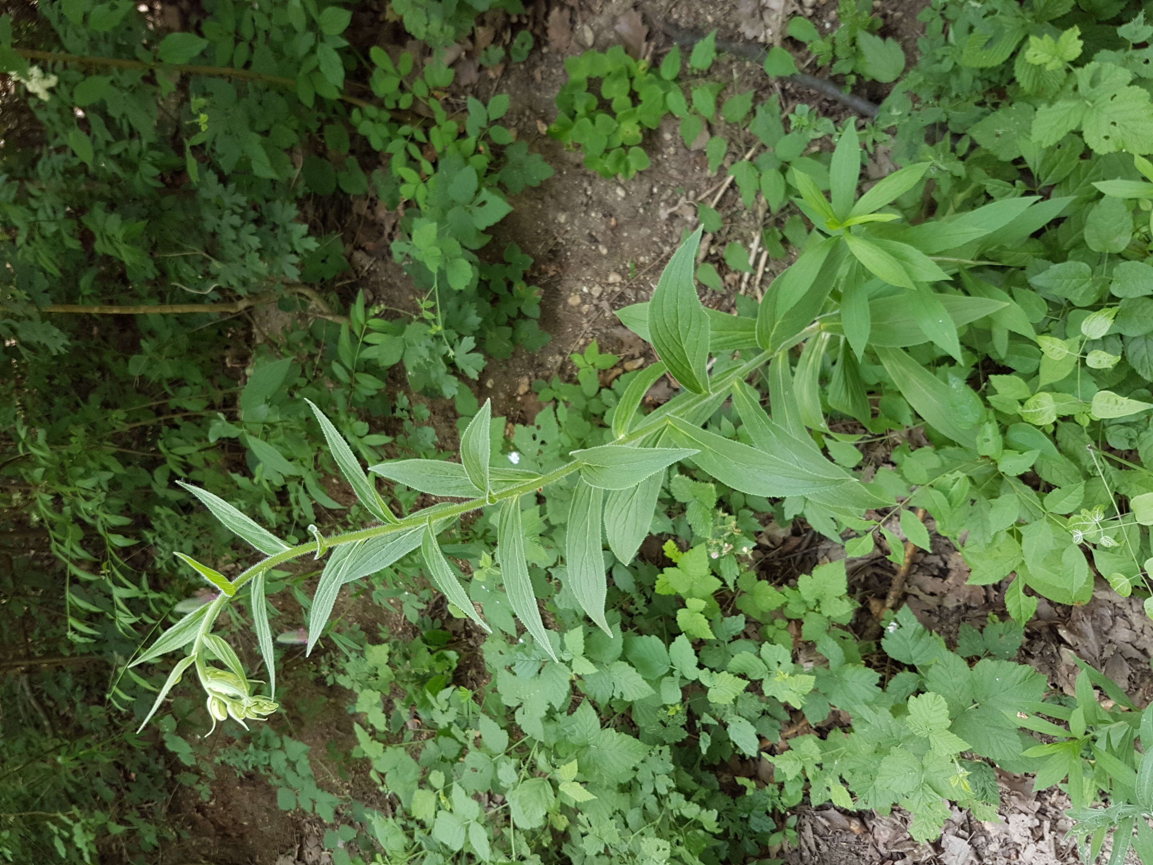 Слика од Digitalis grandiflora Mill.