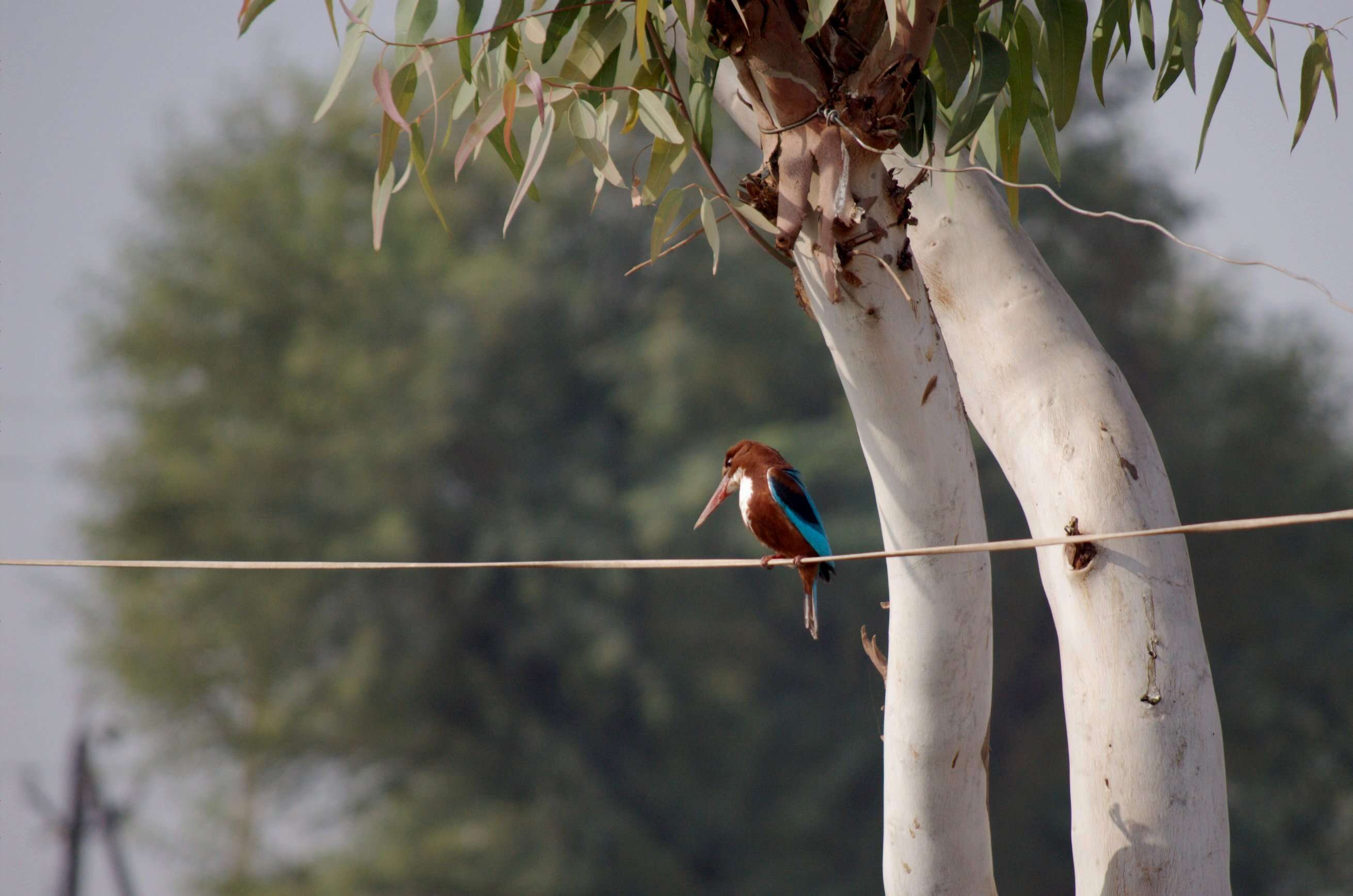 Image of Common Kingfisher