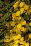 Image of orange wattle