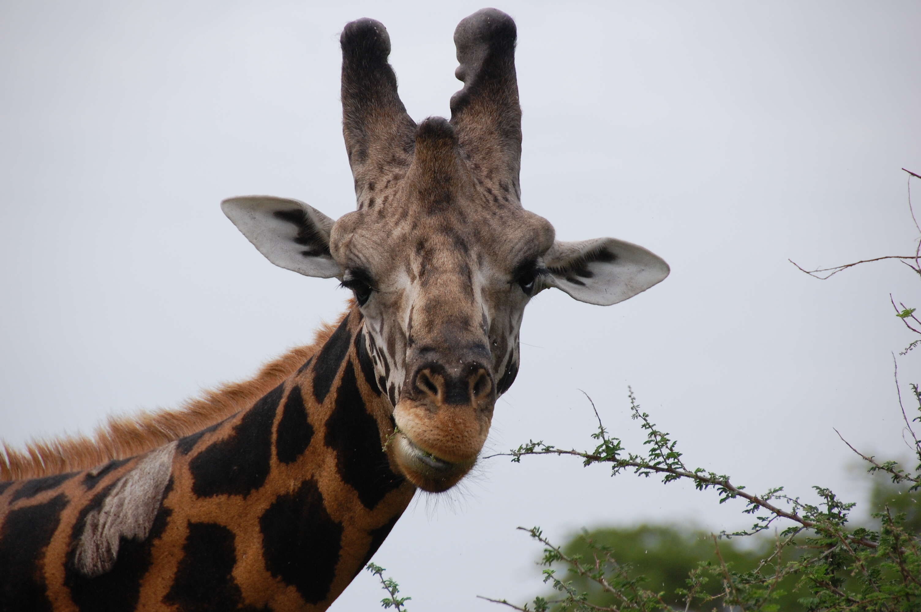 Image of Giraffe