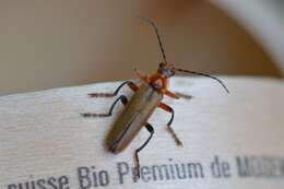 Imagem de Cantharis livida