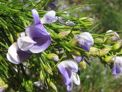 Image of Psoralea