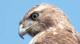 Image of Red-tailed Hawk