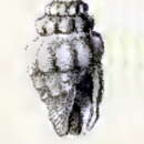Image of Daphnella thiasotes (Melvill & Standen 1896)