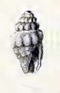 Image of Daphnella thiasotes (Melvill & Standen 1896)