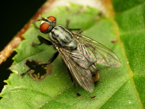 Image of flesh flies