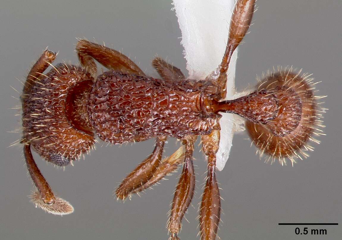 Image of Tetramorium hispidum (Wheeler 1915)