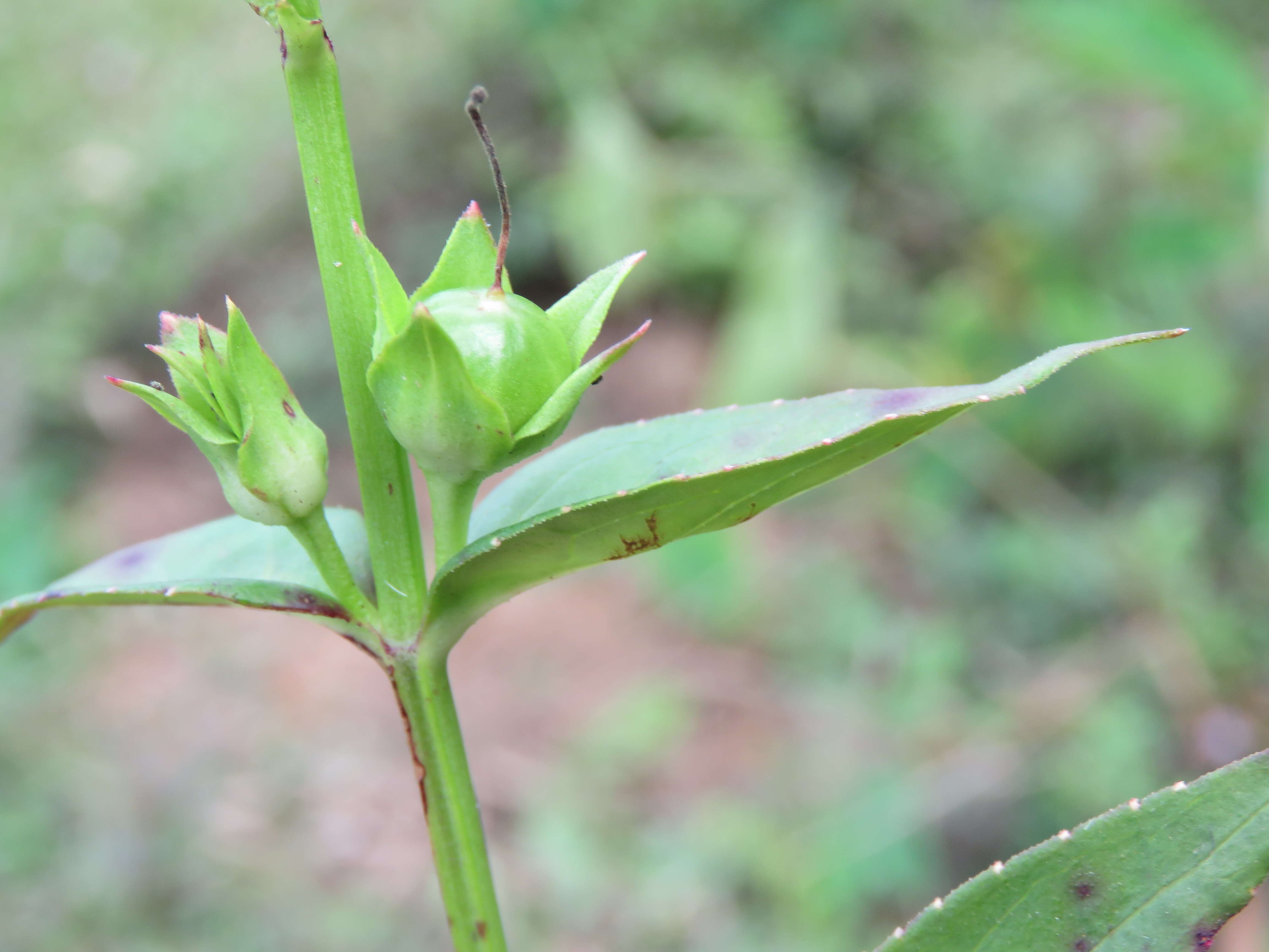 Image of Artanema longifolium (L.) Vatke