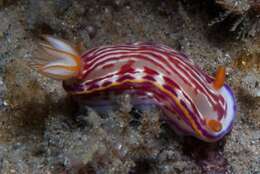 Image of Hypselodoris fucata Gosliner & R. F. Johnson 1999