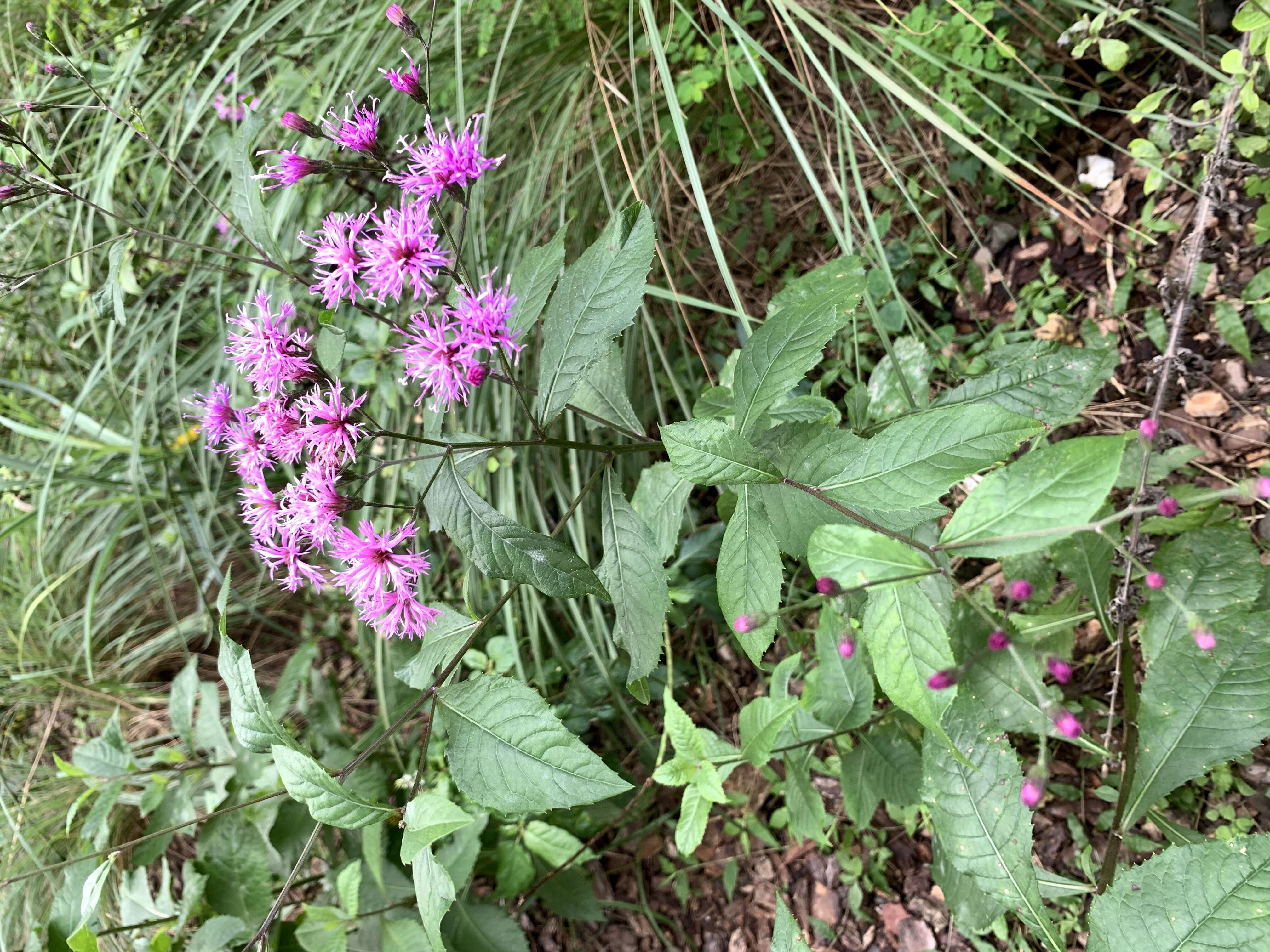 صورة Vernonia blodgettii Small