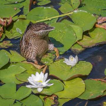 Image of waterlilies