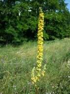 Verbascum nigrum L. resmi