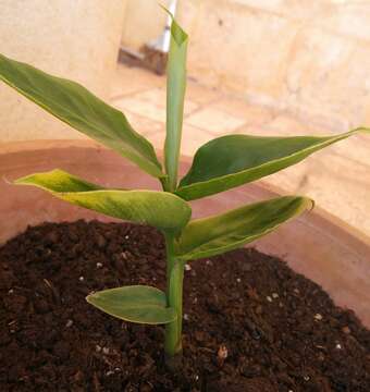 Image of Alpinia nutans (L.) Roscoe