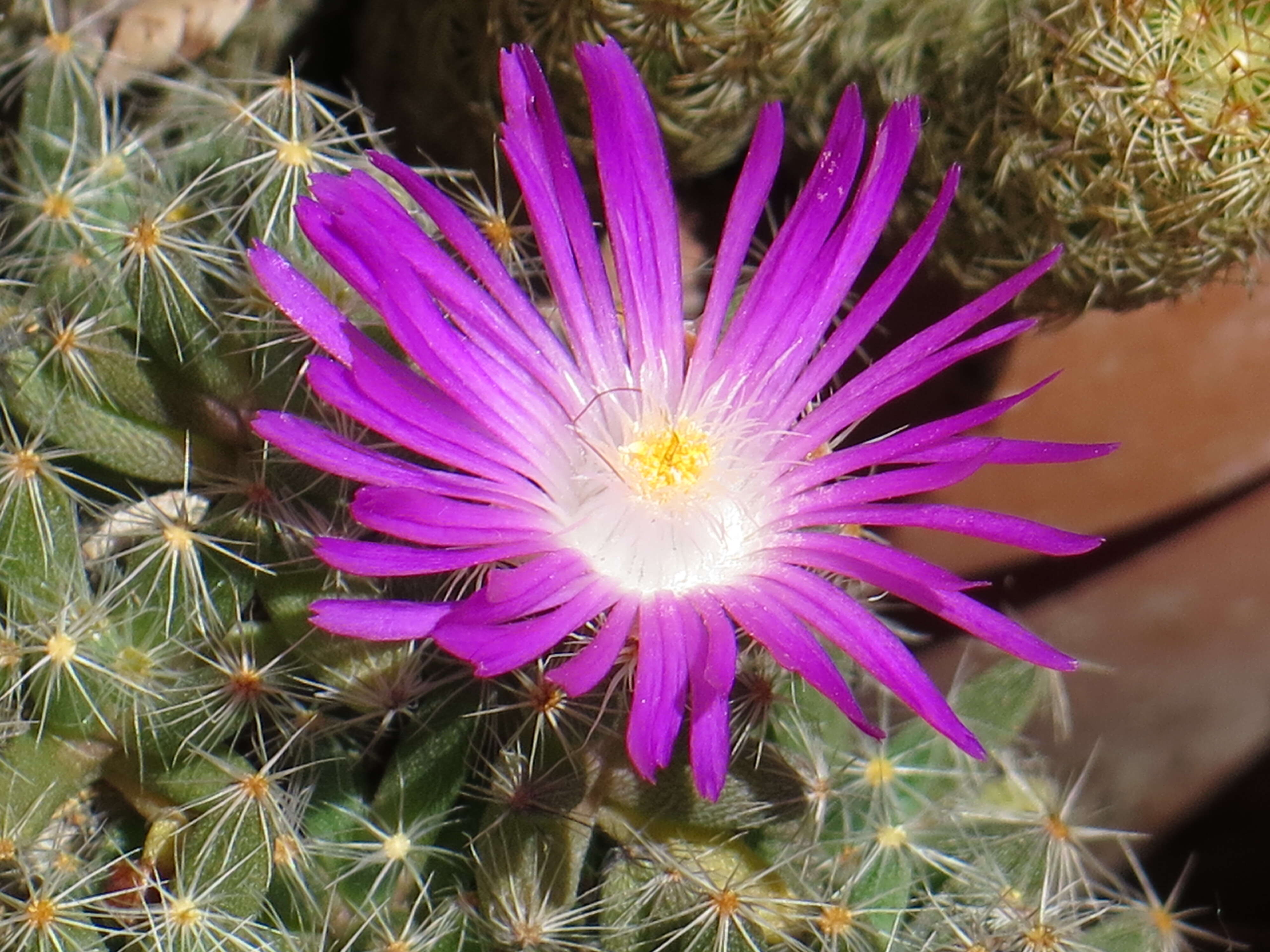 Image of Trichodiadema densum (Haw.) Schwant.