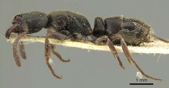 Image of Ectomomyrmex