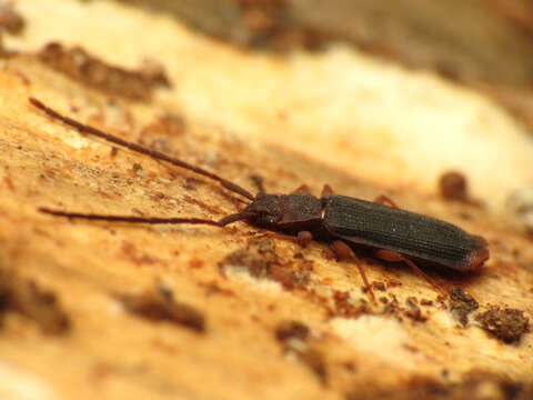 Image of silvanid flat bark beetles