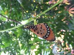 Image of Acraea terpsicore