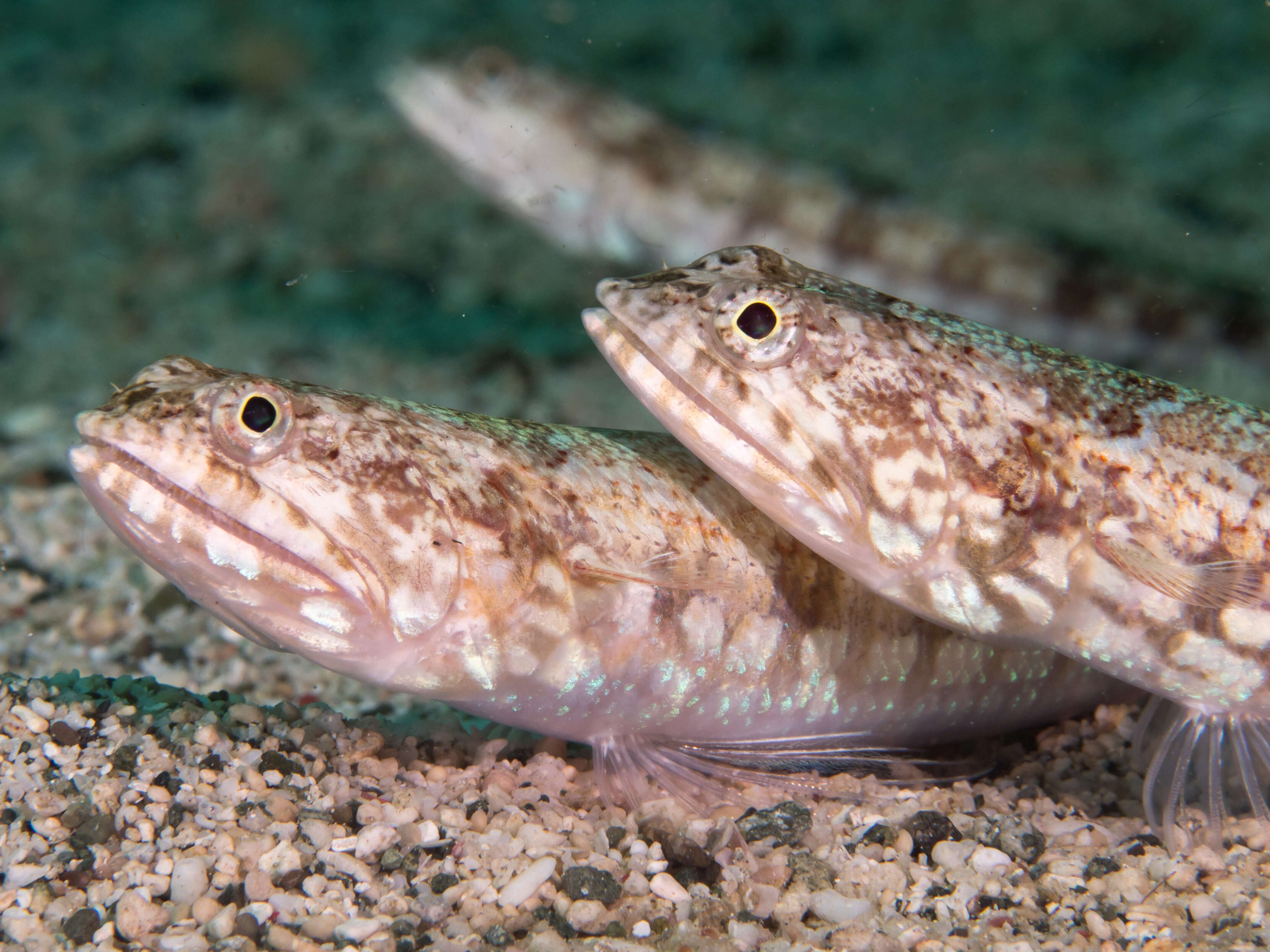 Image of Variegated lizardfish