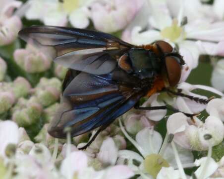 Image of Phasia hemiptera (Fabricius 1794)