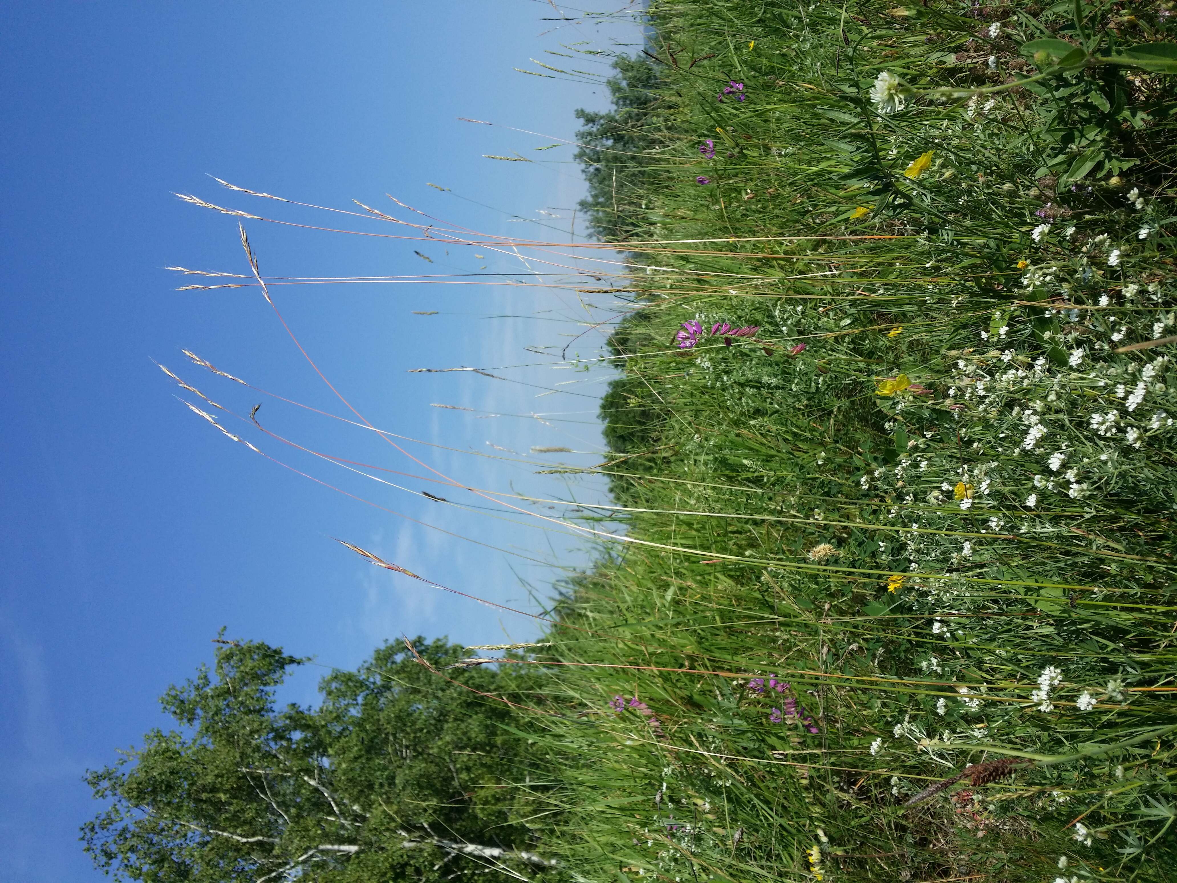 Image of Helictochloa pratensis (L.) Romero Zarco