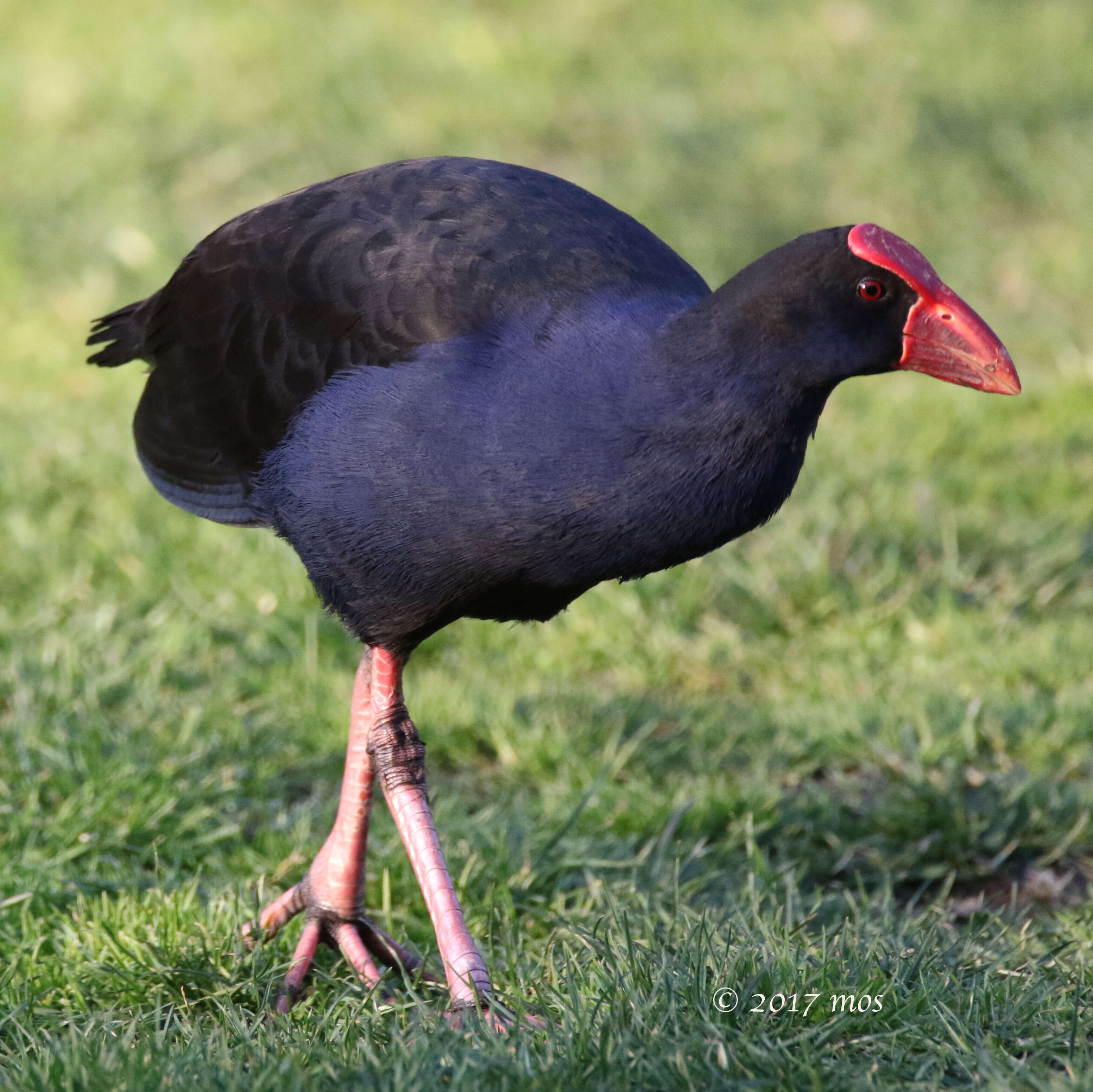 Image of Australasian Swamphen